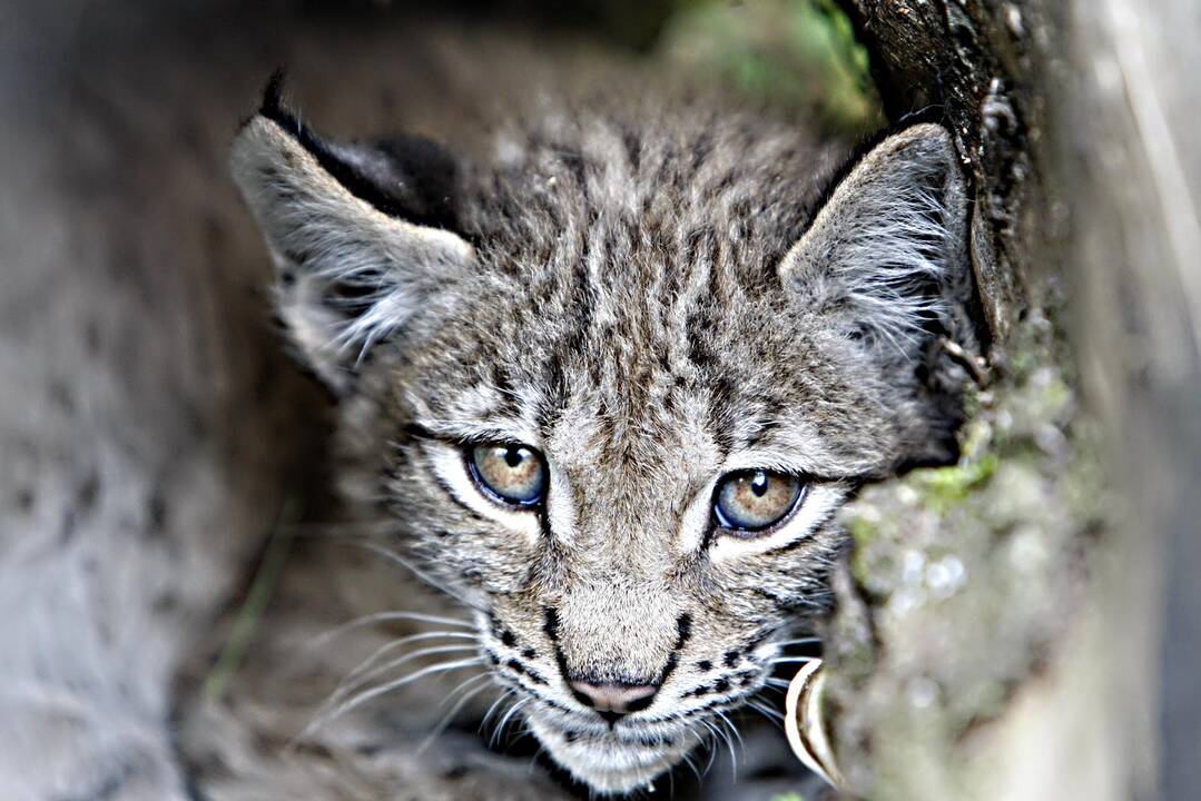 Lūšiukai Klaipėdos zoologijos sode