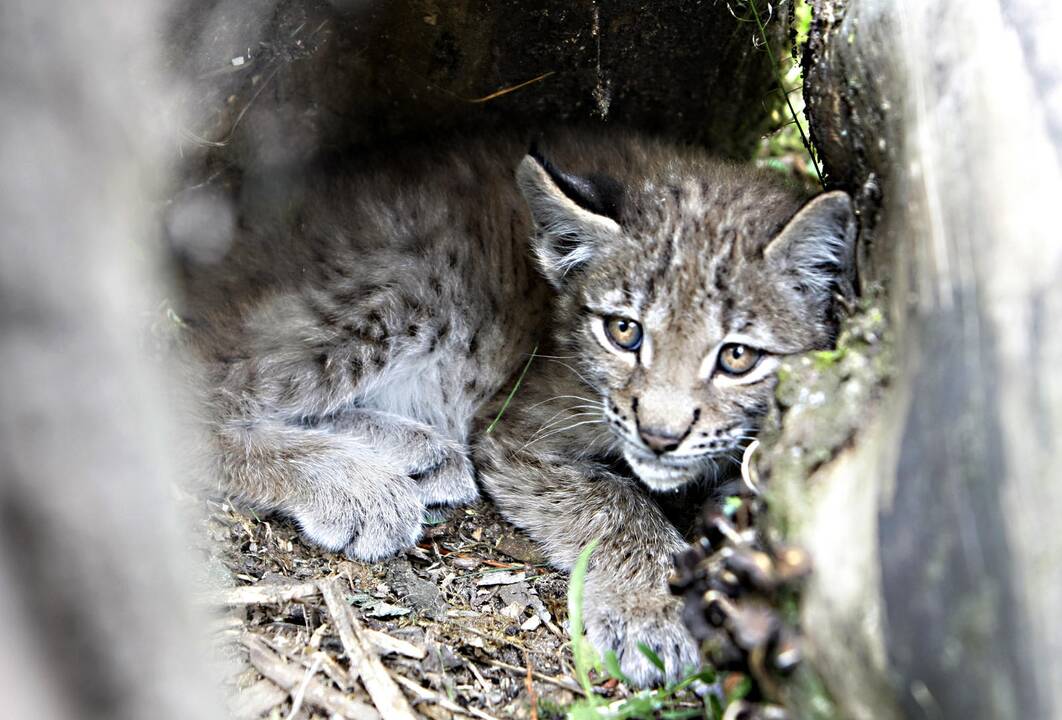 Lūšiukai Klaipėdos zoologijos sode