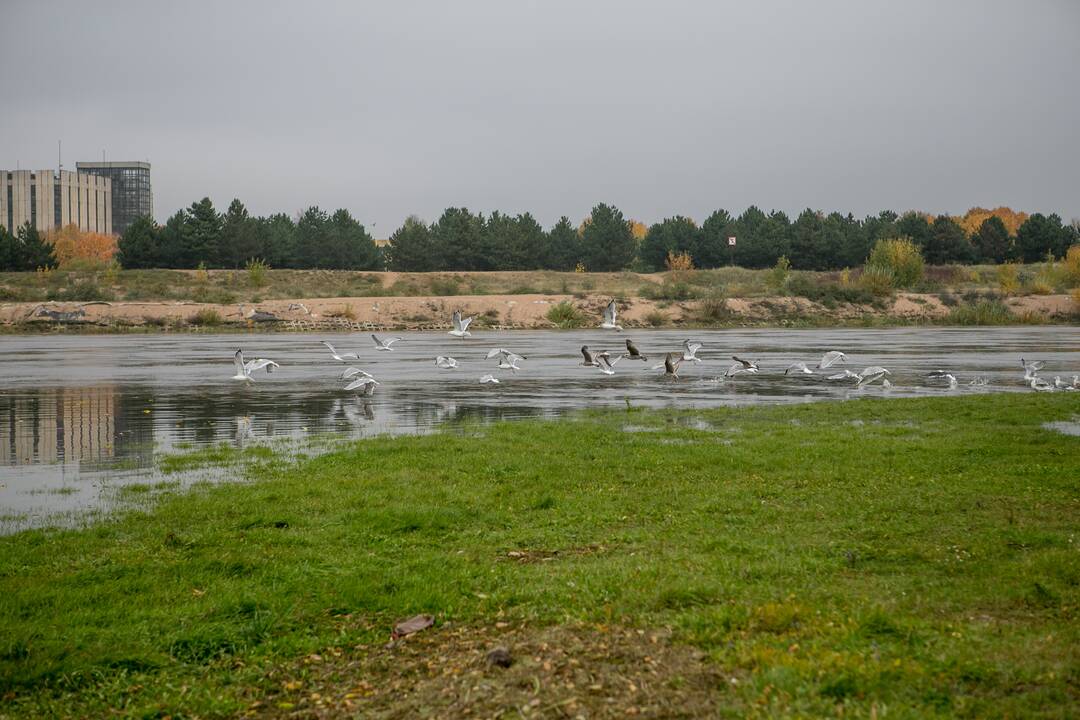 Patvinęs Nemunas