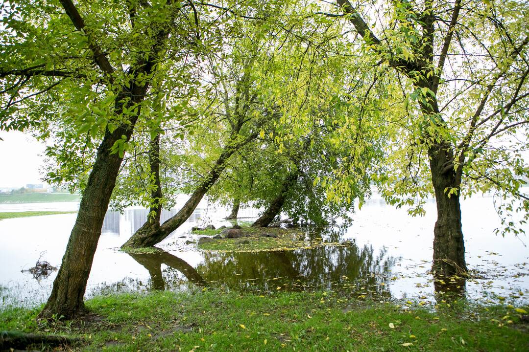 Patvinęs Nemunas