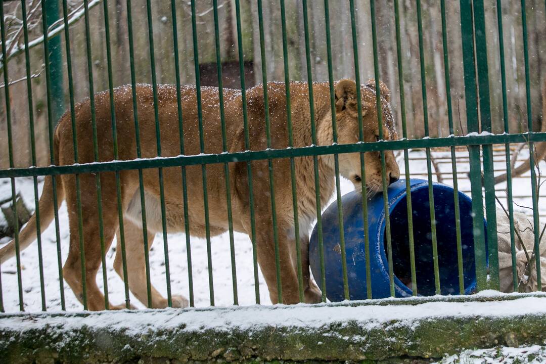 Zoologijos sodo gyvūnai sulaukė kalėdinių dovanų