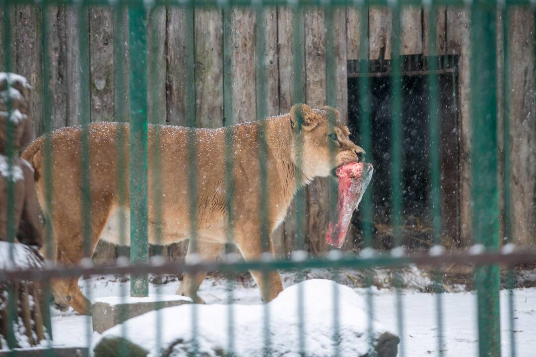 Zoologijos sodo gyvūnai sulaukė kalėdinių dovanų