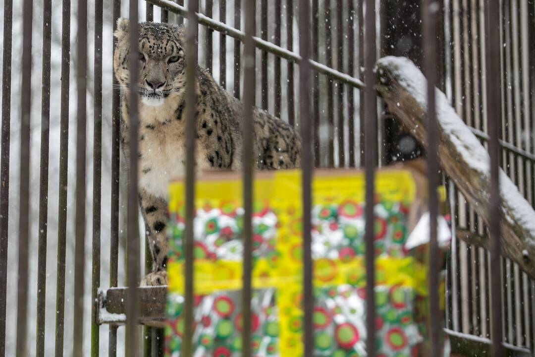 Zoologijos sodo gyvūnai sulaukė kalėdinių dovanų