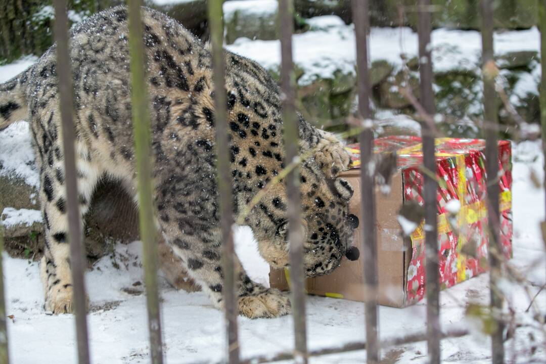 Zoologijos sodo gyvūnai sulaukė kalėdinių dovanų