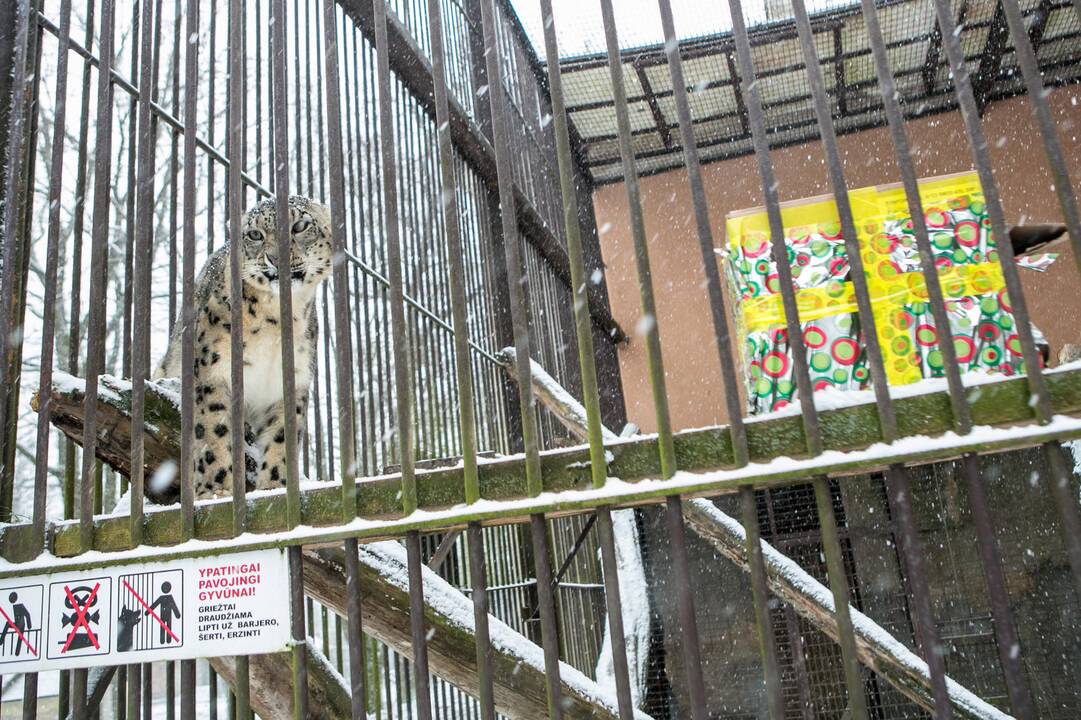 Zoologijos sodo gyvūnai sulaukė kalėdinių dovanų