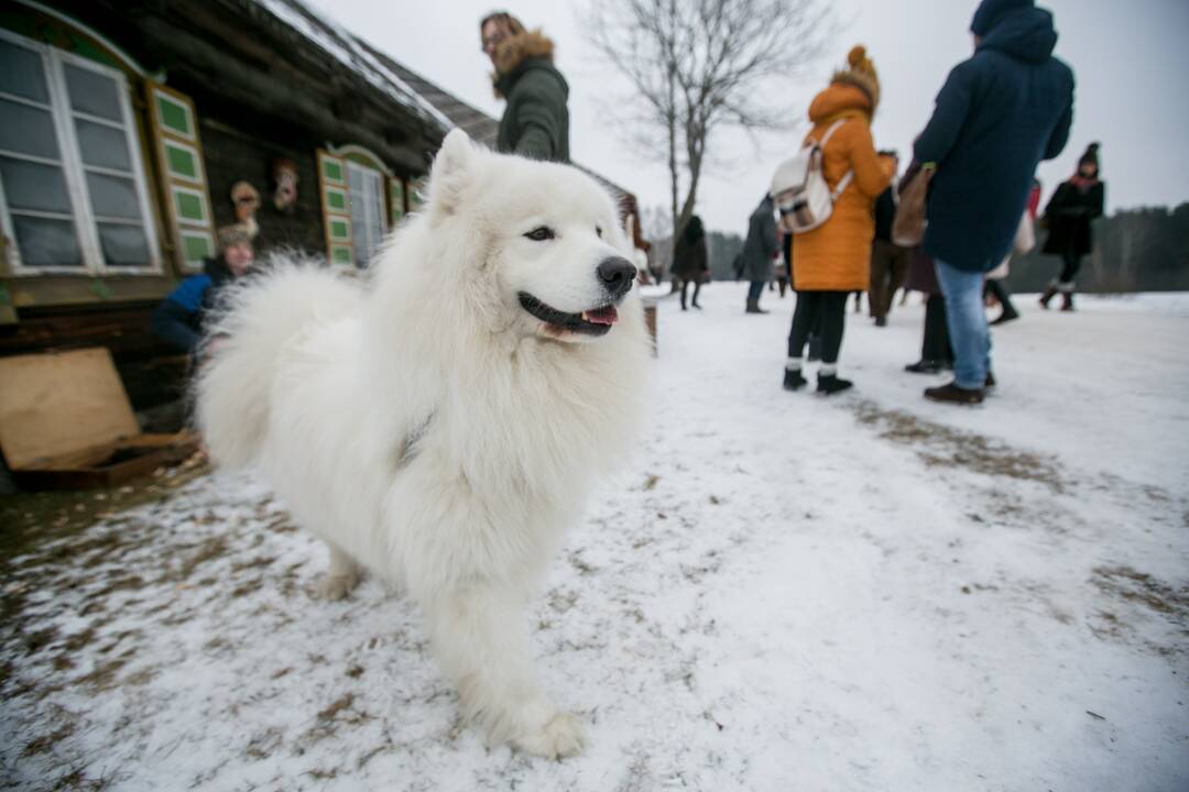 Šimtmečio Užgavėnės Rumšiškėse