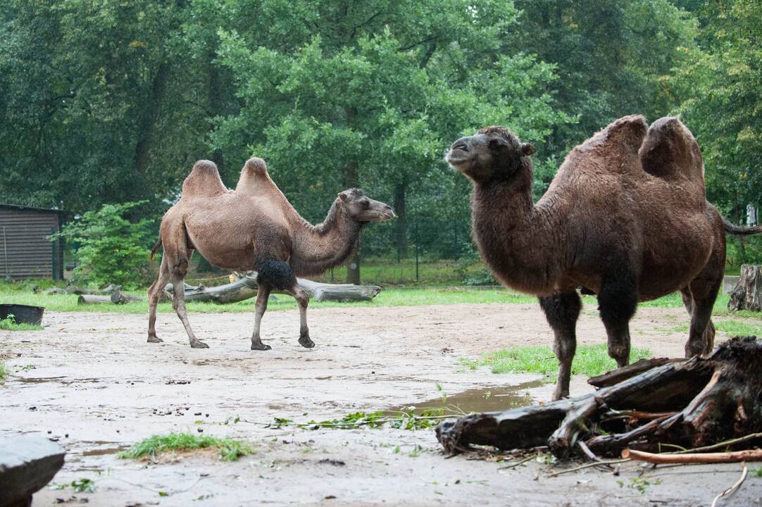 Koncertas zoologijos sode