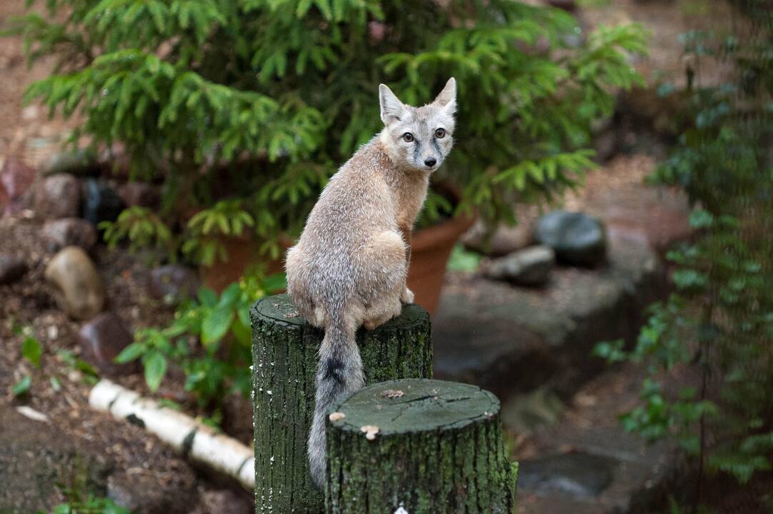 Koncertas zoologijos sode