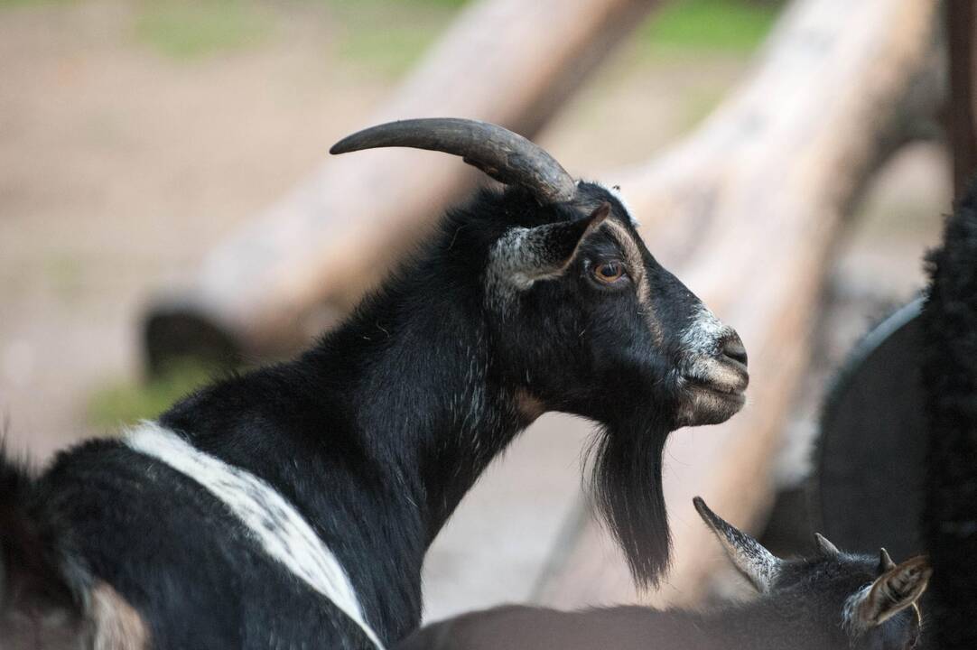 Koncertas zoologijos sode