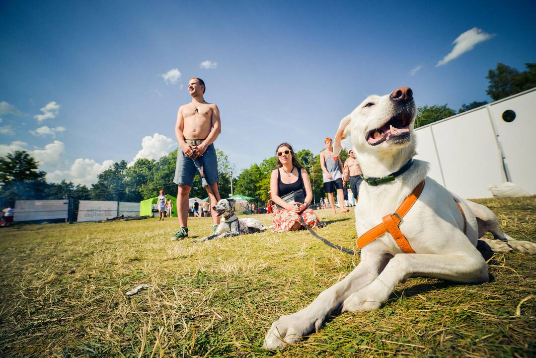 Festivalio „Bliuzo naktys“ akimirkos