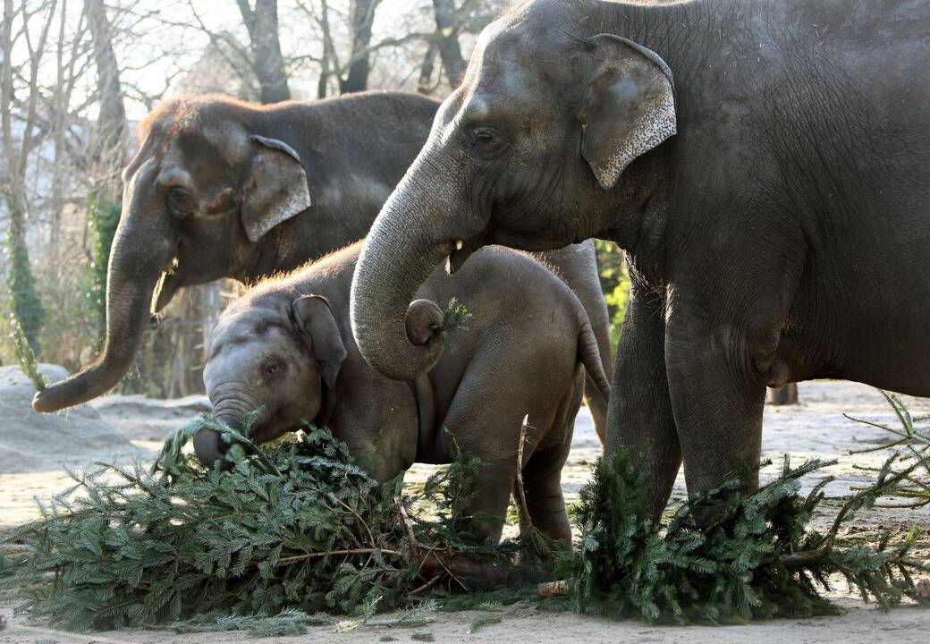 Smagūs vaizdai iš Vokietijos ir Olandijos zoologijos sodų