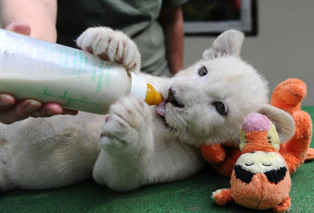 Baltieji liūtukai Budapešto zoologijos sode