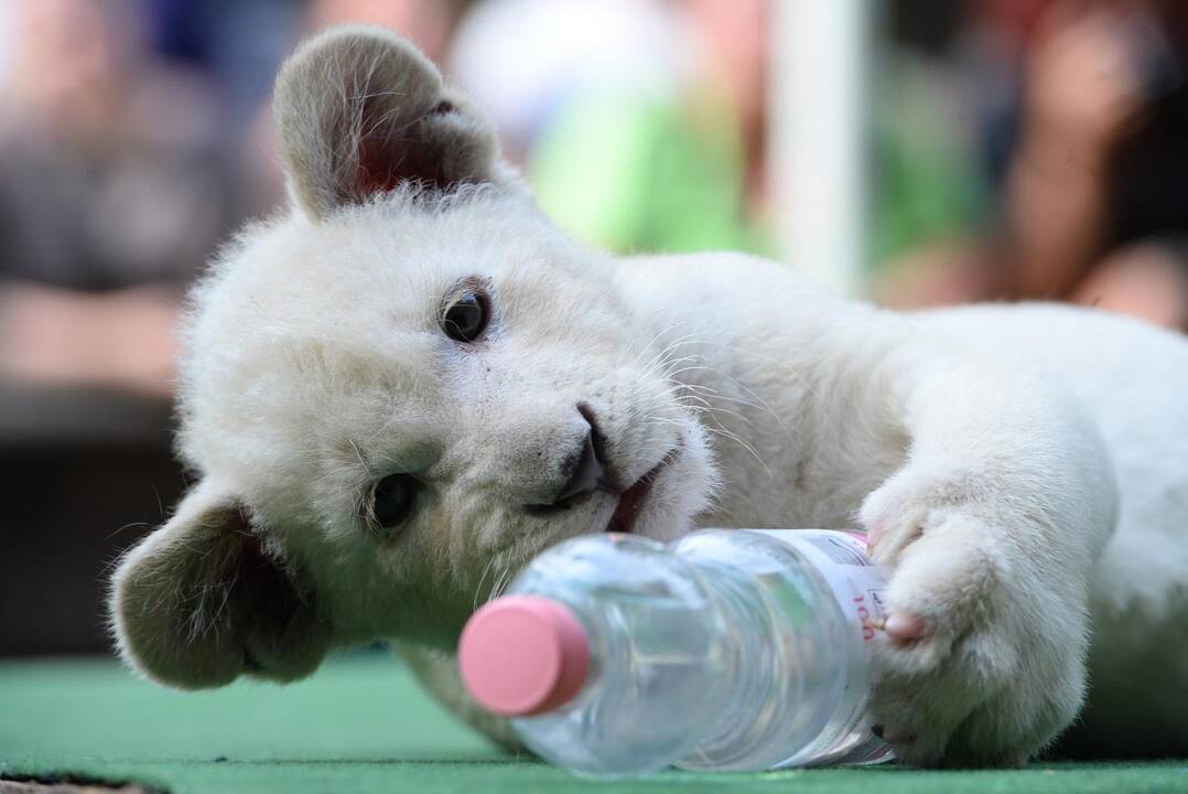 Baltieji liūtukai Budapešto zoologijos sode