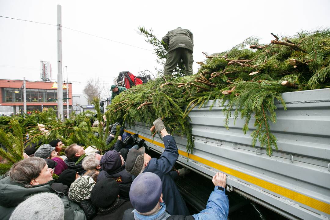 Miškininkai dalina eglių šakas