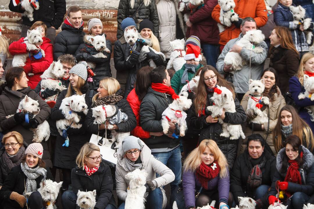 Vakarų Škotijos baltųjų terjerų eisena Kaune