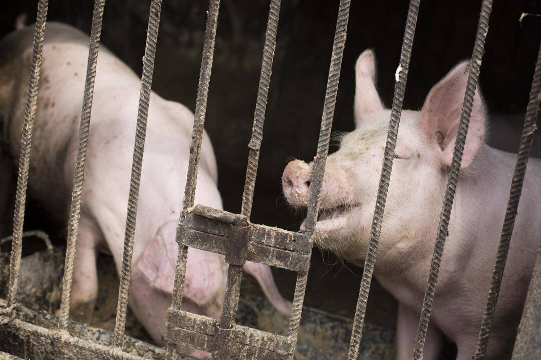 Čekiškių kaimas sukilo prieš planus statyti kiaulių fermą