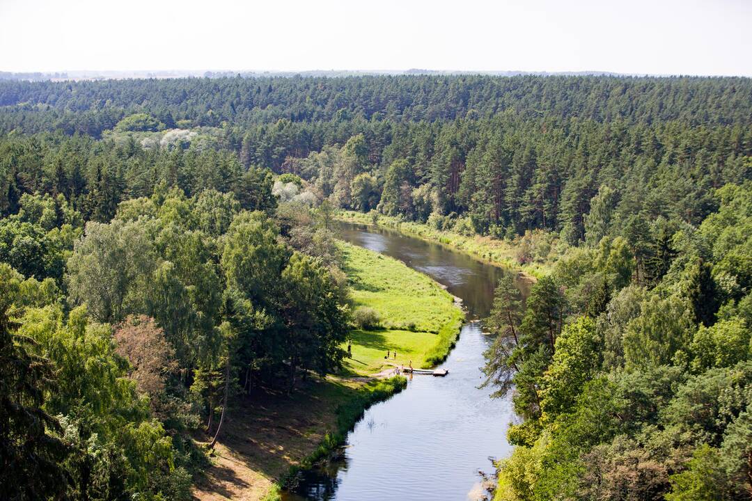 Prezidentė jau pasivaikščiojo Anykščių medžių viršūnėmis