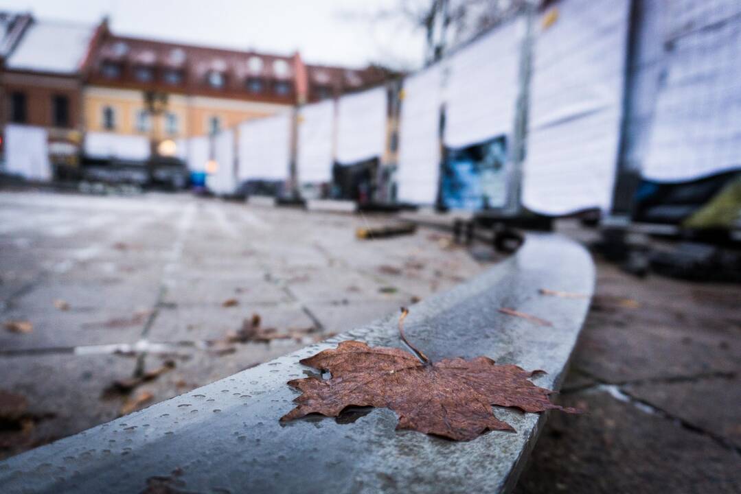 Kalėdų eglutė jau dygsta