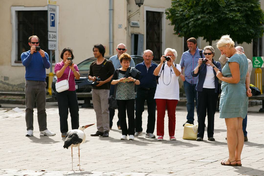 Gandras Rotušės aikštėje