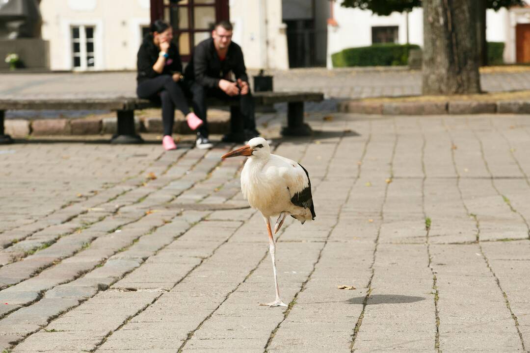 Gandras Rotušės aikštėje