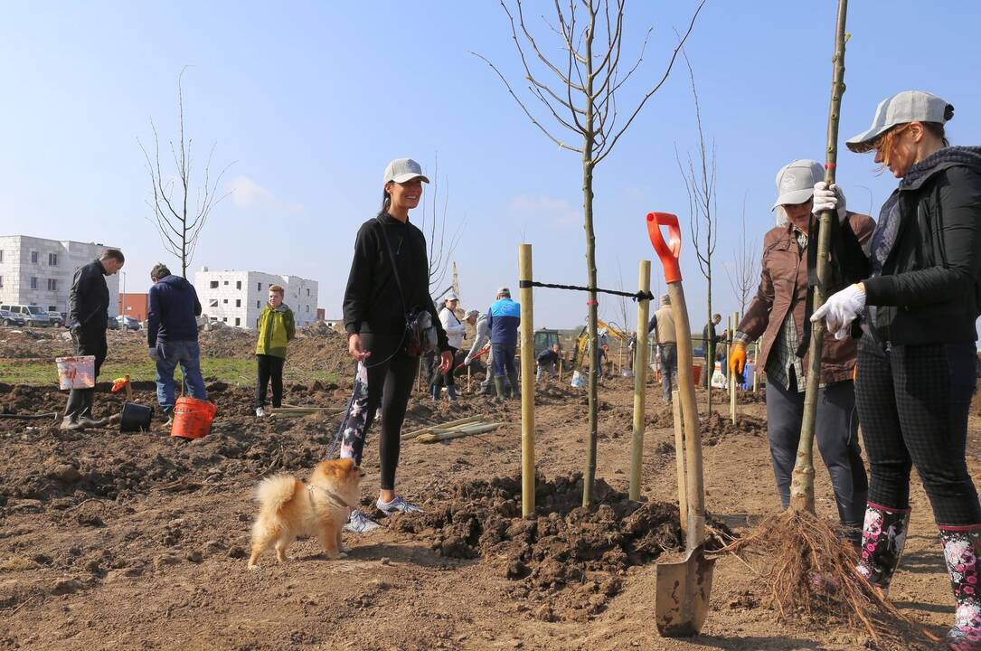 Giraitėje pasodinta šimto liepų alėja