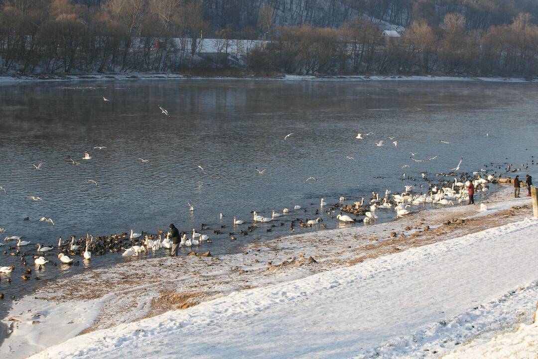 Paukščių maitinimas Nemune