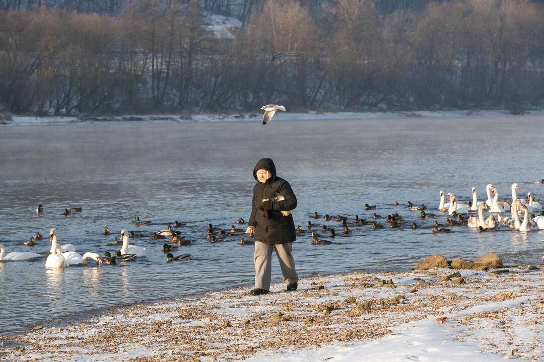 Paukščių maitinimas Nemune