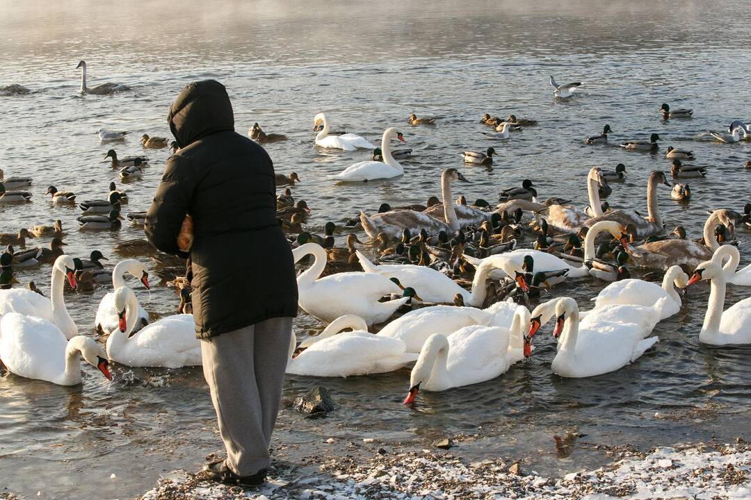 Paukščių maitinimas Nemune