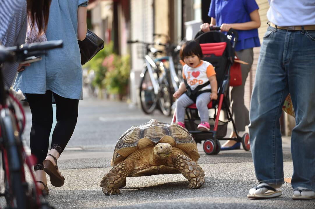 Didžiulis vėžlys Tokijo gatvėse