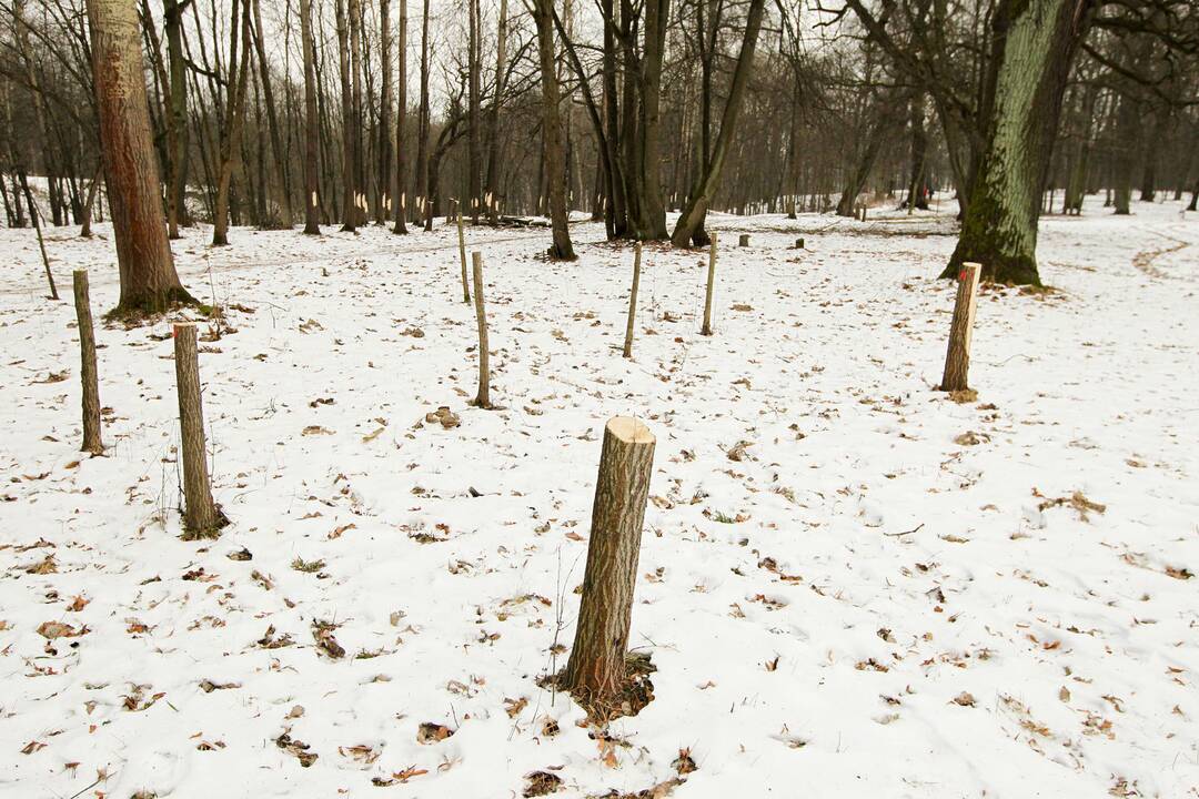 Ąžuolyno parke nukirsti medžiai