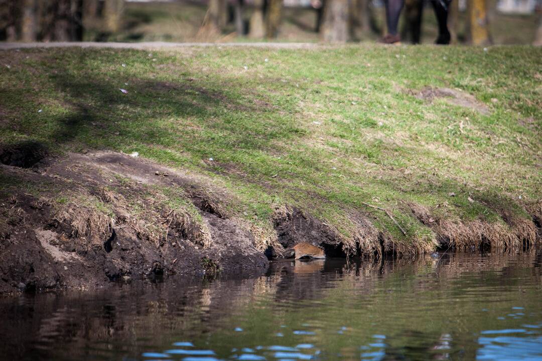 Žiurkės Kalniečių parke