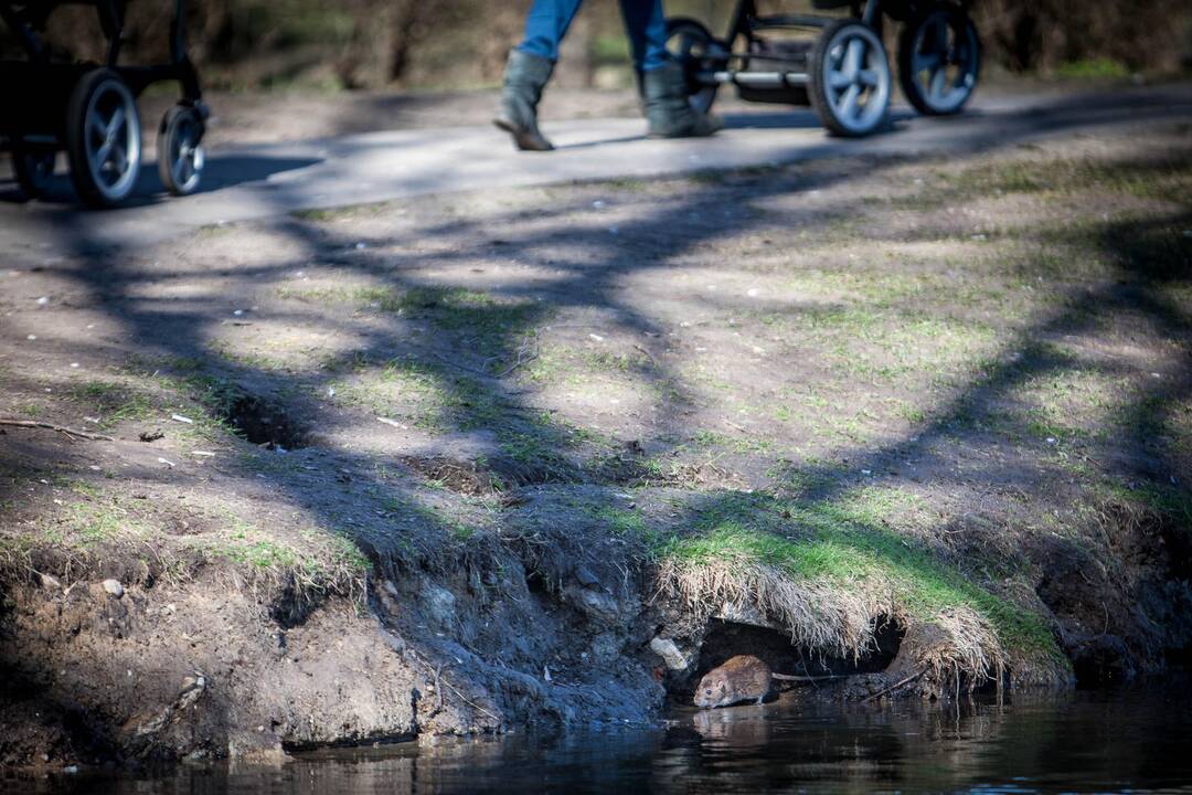 Žiurkės Kalniečių parke