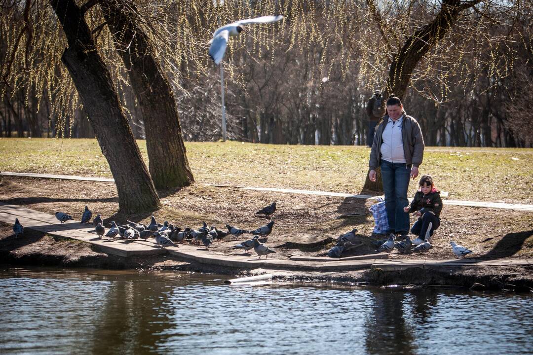 Žiurkės Kalniečių parke