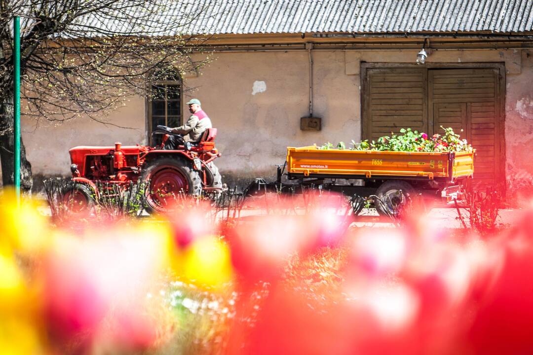 Botanikos sode – svaiginančių gėlių žiedai