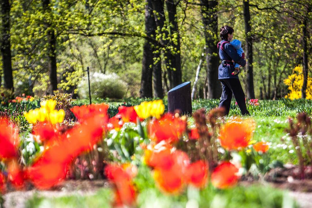 Botanikos sode – svaiginančių gėlių žiedai