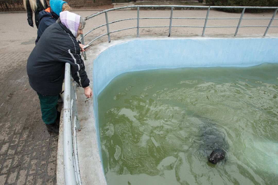 Gyvūnų šėrimas zoologijos sode