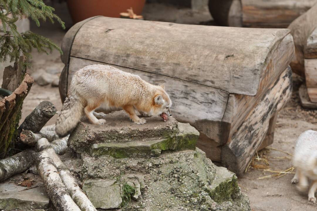 Gyvūnų šėrimas zoologijos sode