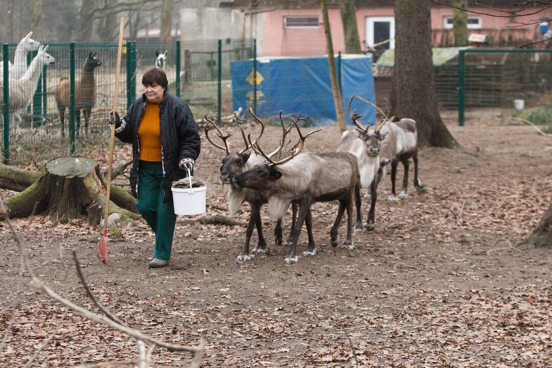 Gyvūnų šėrimas zoologijos sode