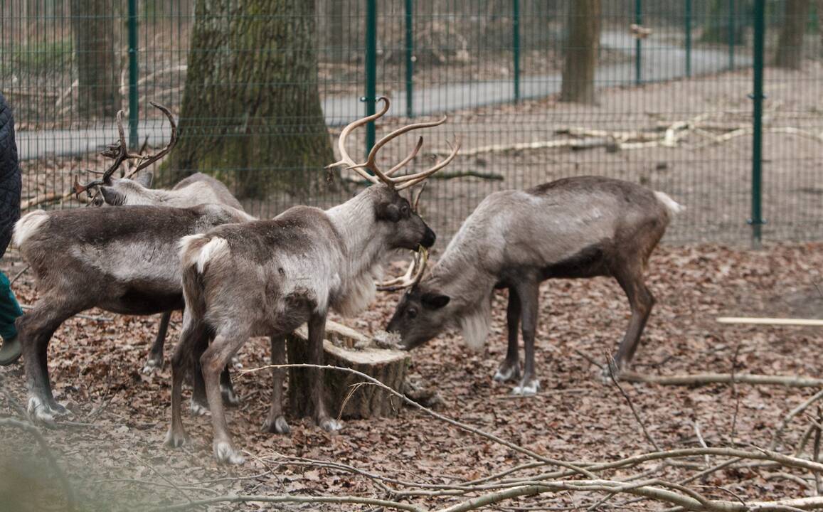 Gyvūnų šėrimas zoologijos sode