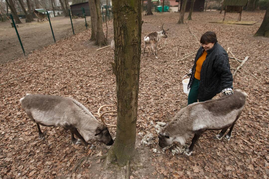 Gyvūnų šėrimas zoologijos sode