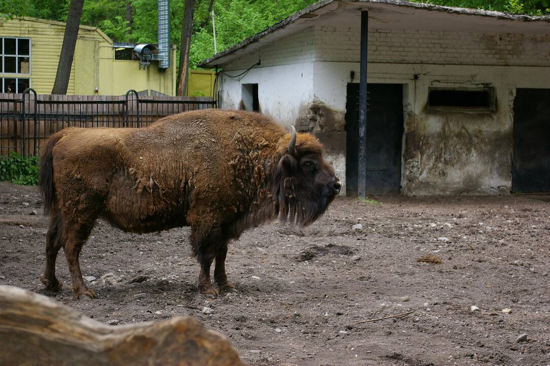 Zoologijos sodo stumbrai persikrausto į atnaujintą voljerą