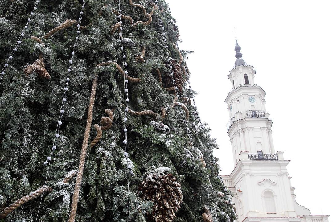 Rengiamasi Kauno Kalėdų eglės įžiebimui