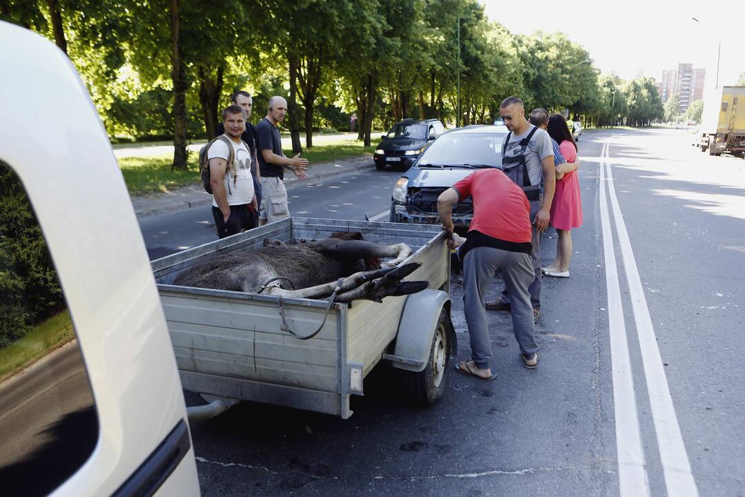 Liepojos gatvėje nutrenktas briedis