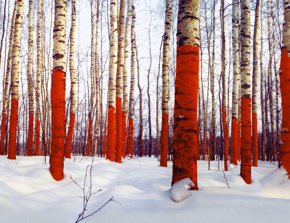 Iš J.Vasiljevo medijų projekto „Russian Red“.