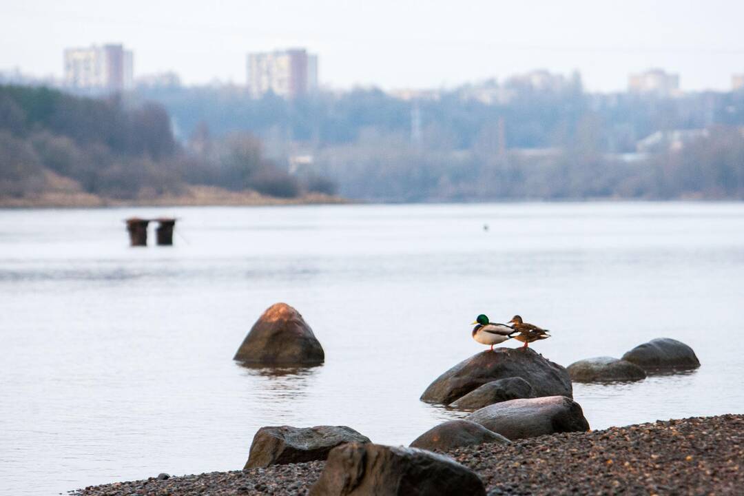 Neišskridę žiemoti sparnuočiai būriuojasi vandens telkiniuose