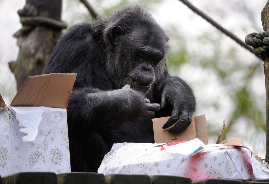 Per didžiąsias metų šventes Prancūzijos zoologijos sodo gyventojai dalinosi dovanas