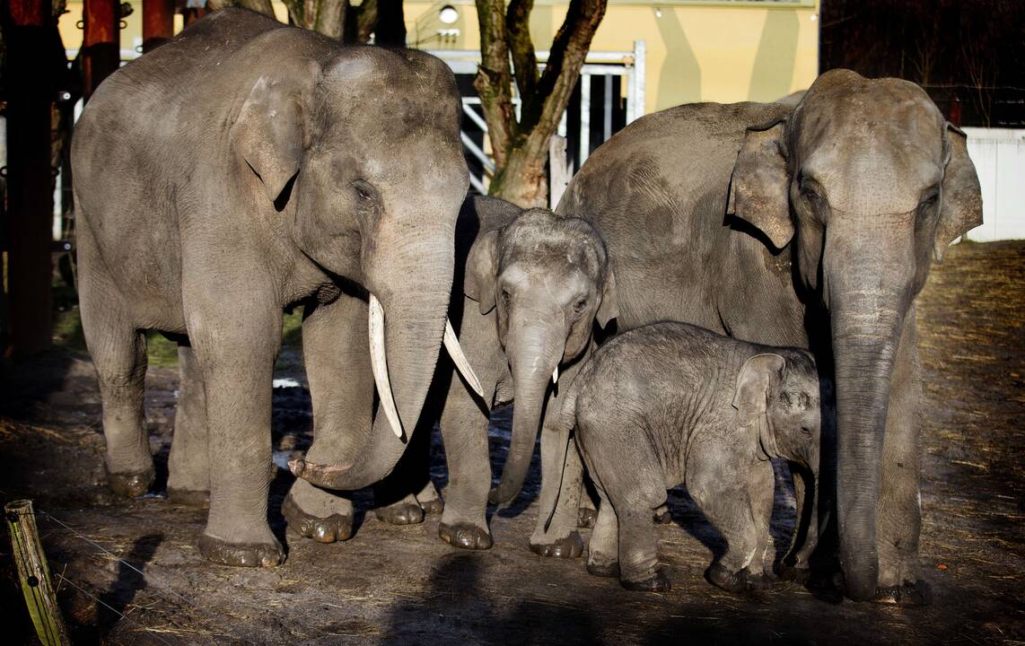 Smagūs vaizdai iš Vokietijos ir Olandijos zoologijos sodų