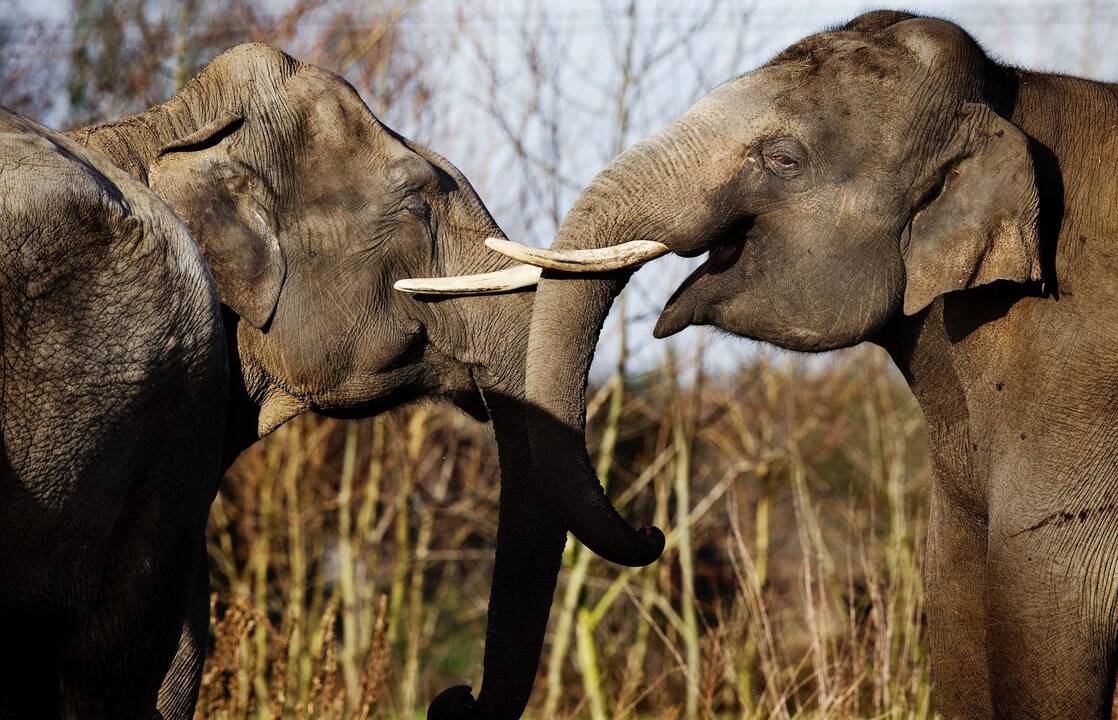 Smagūs vaizdai iš Vokietijos ir Olandijos zoologijos sodų