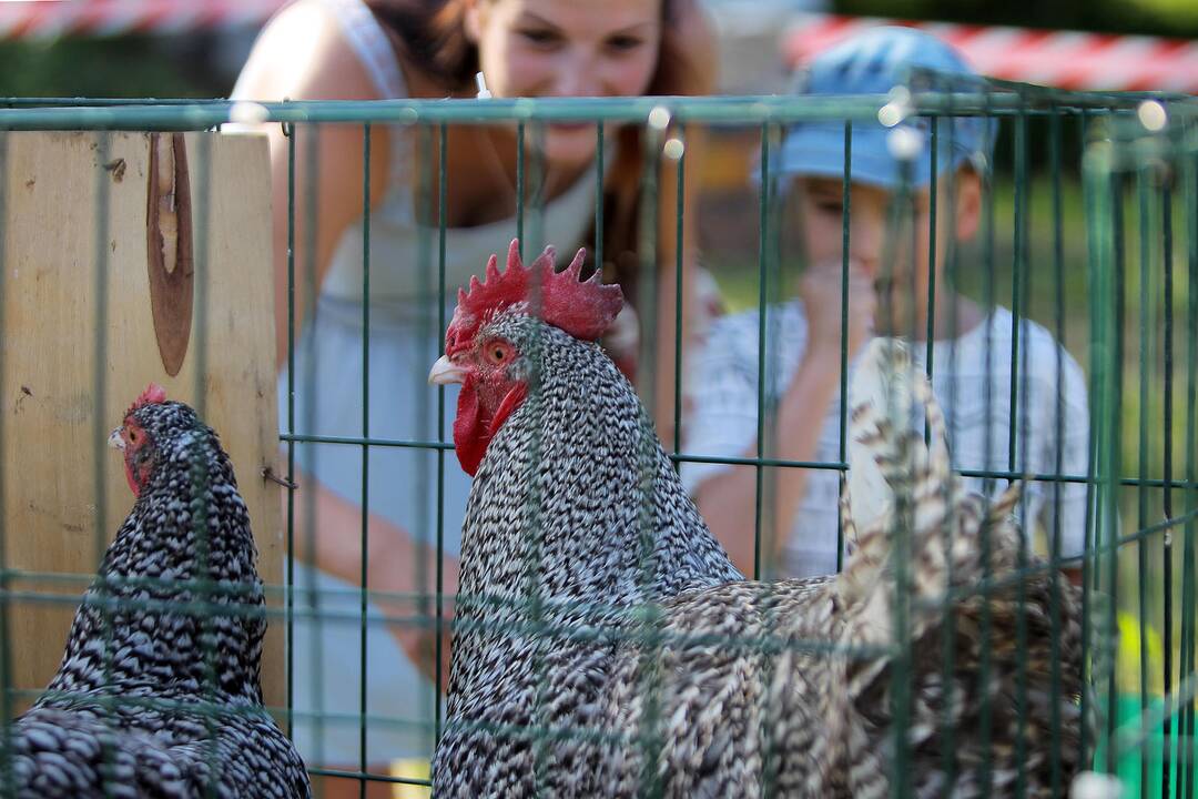 Paukščių festivalis Kaišiadoryse