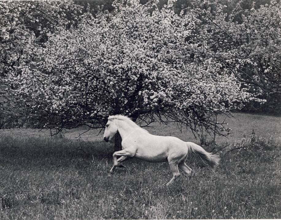Iš ciklo „Žydėjimas“ (1974 – 1984)